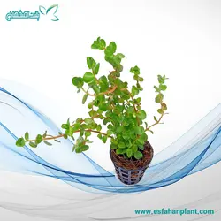 روتالا ماکراندرا مینی Rotala macrandra mini