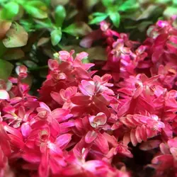 روتالا ماکراندرا مینی Rotala macrandra mini