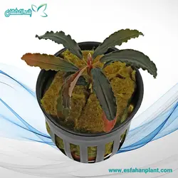 بوسفلاندرا شبح قهوه ای (سایز L) Bucephalandra Upper Ghost