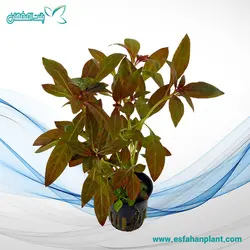 لودویژیا گلاندیولوسا Ludwigia Glandulosa