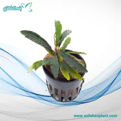 بوسفالاندرا ولوت (سایز L) Bucephalandra Velvet Leaf