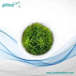 استرالیس استلاتا Eusteralis Stellata