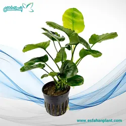 آنوبیاس بارتری روند Anubias Barteri Round (Golden Coin)