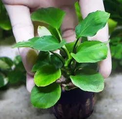 آنوبیاس بارتری روند Anubias Barteri Round (Golden Coin)