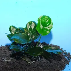 آنوبیاس بارتری روند Anubias Barteri Round (Golden Coin)