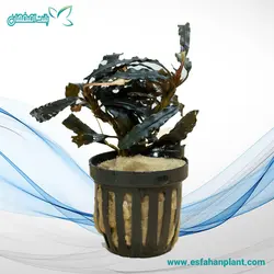 بوسفالاندرا اسکورپیو (سایز L) Bucephalandra Red Scorpio