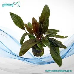 کریپتوکورین تروپیکا Cryptocoryne Tropica