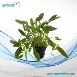 کریپتوکورین ونتی براون Cryptocoryne Wendtii Brown