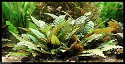 کریپتوکورین ونتی براون Cryptocoryne Wendtii Brown
