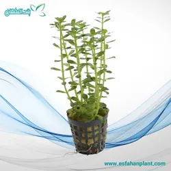 روتالا ایندیکا Rotala Indica