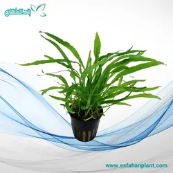 Microsorum Pteropus Tropica جاوا (سرخنجری)