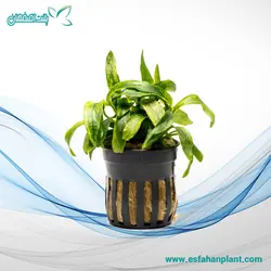 آنوبیاس مینی ما واریه گاتوس Anubias Minima Variegated