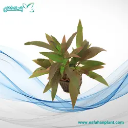 بیدی قهوه ای Hygrophila Angustifolia
