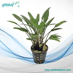 کریپتوکورین نویلی Cryptocoryne Nevelli