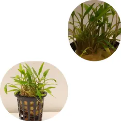 کریپتوکورین نویلی Cryptocoryne Nevelli