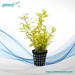 Ammannia Praetermissa آمانیا