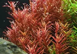 Ammannia Praetermissa آمانیا
