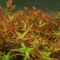 Ammannia Praetermissa آمانیا