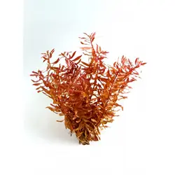 Ammannia Praetermissa آمانیا