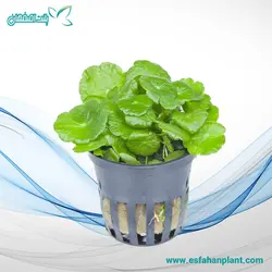 Hydrocotyle Verticillata هیدروکوتایل
