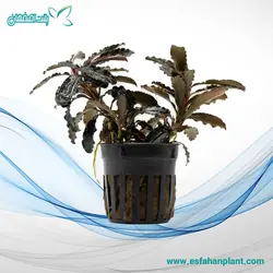 بوسفالاندرا کداکینگ رد سایز L (گودزیلا) Bucephalandra Godzilla