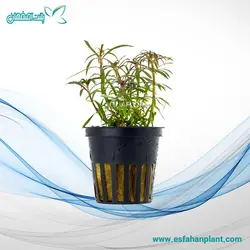 استرالیس استلاتا Eustralis Stellata