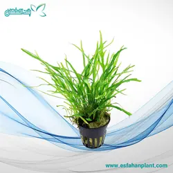 Microsorum Pteropus Trident جاوا