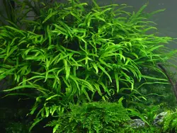 Microsorum Pteropus Trident جاوا