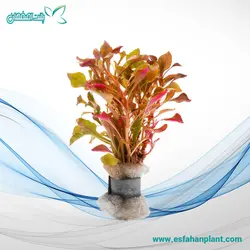 آلترنانترا دورنگ Alternanthera Bettzickiana