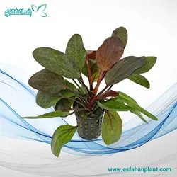 اچینودوروس رد فیلم(شعله سرخ) Echinodorus red flame