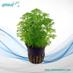 لیمنوفیلا هتروفیلا Limnophila Heterophylla