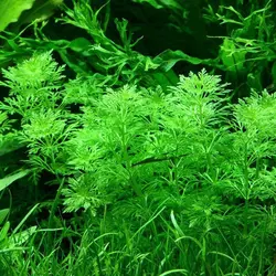 لیمنوفیلا هتروفیلا Limnophila Heterophylla