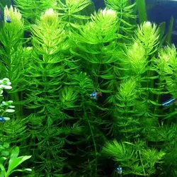 لیمنوفیلا هتروفیلا Limnophila Heterophylla