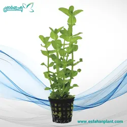 باکوپا متوسط Bacopa Amplexicaulis