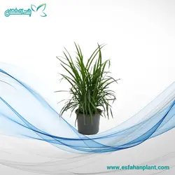 ژاپنی بلند Ophiopogon Japonica