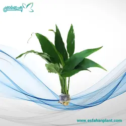 اسپاتی فیلوم والیسی Spathiphyllum Wallisii