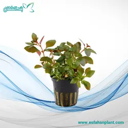 Ludwigia Repens لودویجیا ریپنس