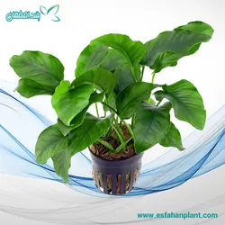 آنوبیاس بارتری وار بارتری Anubias Barteri Var Barteri