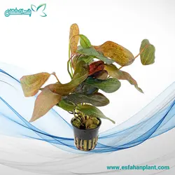 اچینودوروس اوزلوت رد Echinodorus Ozelot Red