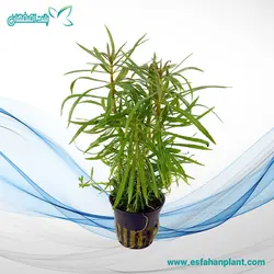 پوگوستمون اوکتاپوس Pogostemon Octopus