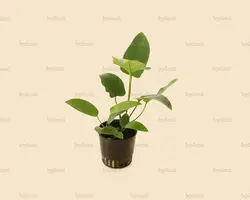 آنوبیاس هاستی فولیا Anubias Hastifoliaسایزxxl