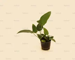 آنوبیاس هاستی فولیا Anubias Hastifoliaسایزxxl