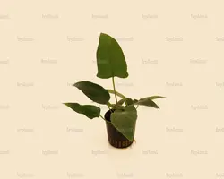 آنوبیاس هاستی فولیا Anubias Hastifoliaسایزxxl