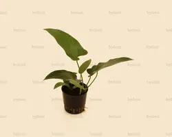 آنوبیاس هاستی فولیا Anubias Hastifoliaسایزxxl