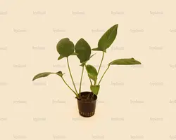 آنوبیاس هاستی فولیا Anubias Hastifoliaسایزxxl