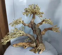 درختچه بونسای آکواریومی(وارداتی)