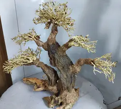 درختچه بونسای آکواریومی(وارداتی)