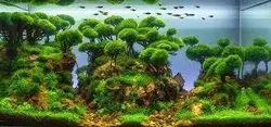 درختچه بونسای آکواریومی(وارداتی)