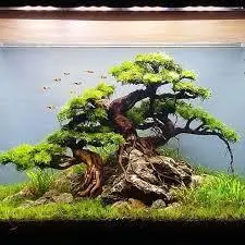 درختچه بونسای آکواریومی(وارداتی)