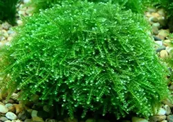 خزه مینی پرل MINI PEARL MOSS